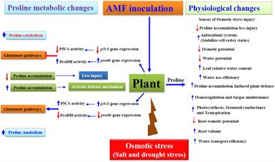 Proline Accumulation Influenced by Osmotic Stress in Arbuscular Mycorrhizal Symbiotic Plants